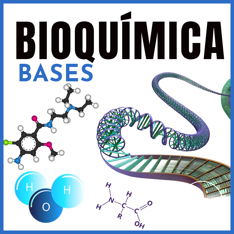 Bioquímica | Bases | Dra. Valeria