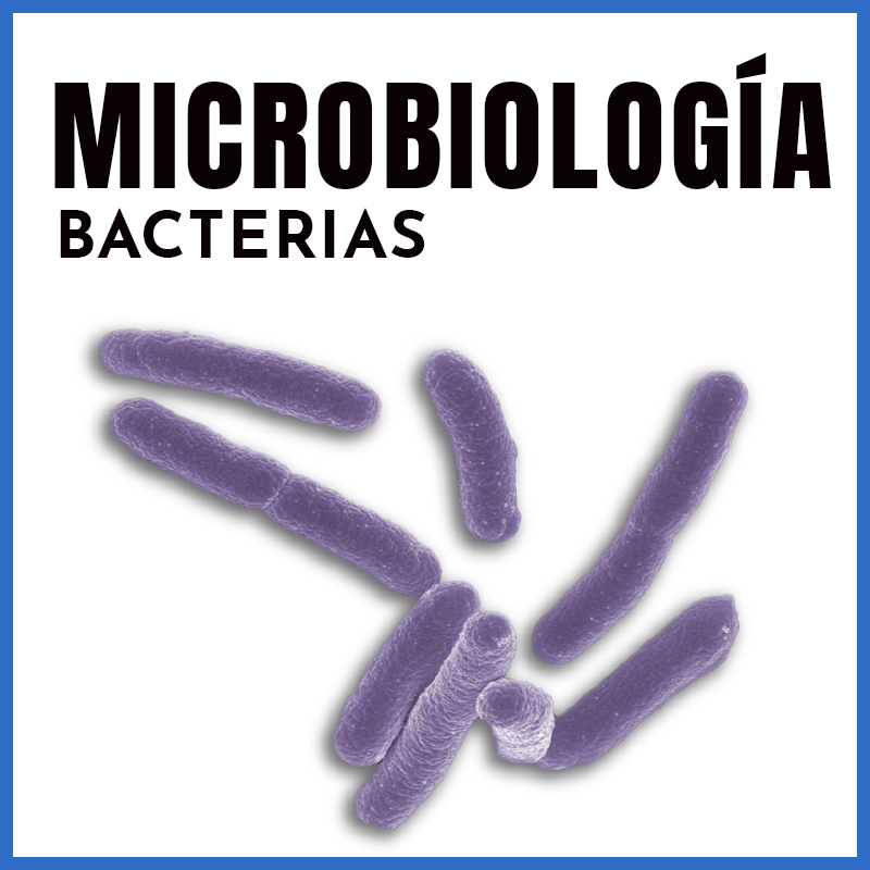 Microbiología | Bacteriología - Bacterias | Dr. Humberto